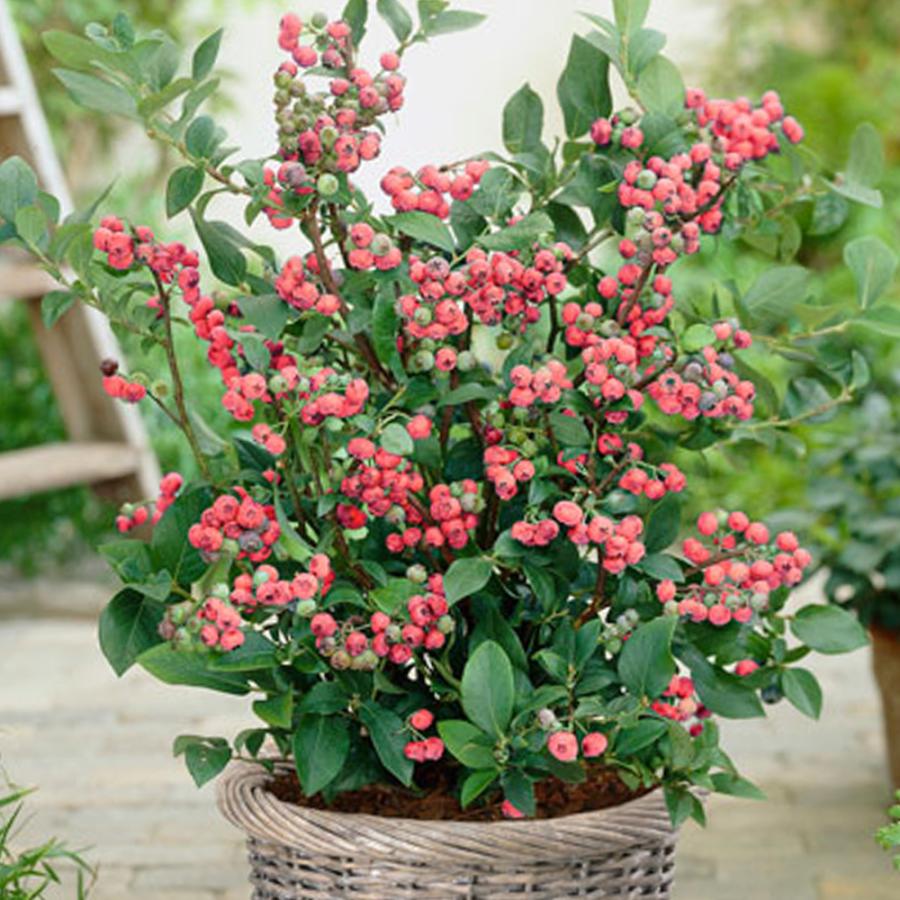 ブルーベリー苗ピンクレモネード＆レガシー大苗2本セット ITANSE ブルーベリー ピンクレモネード 果樹苗 2年生挿し木大苗 15cm