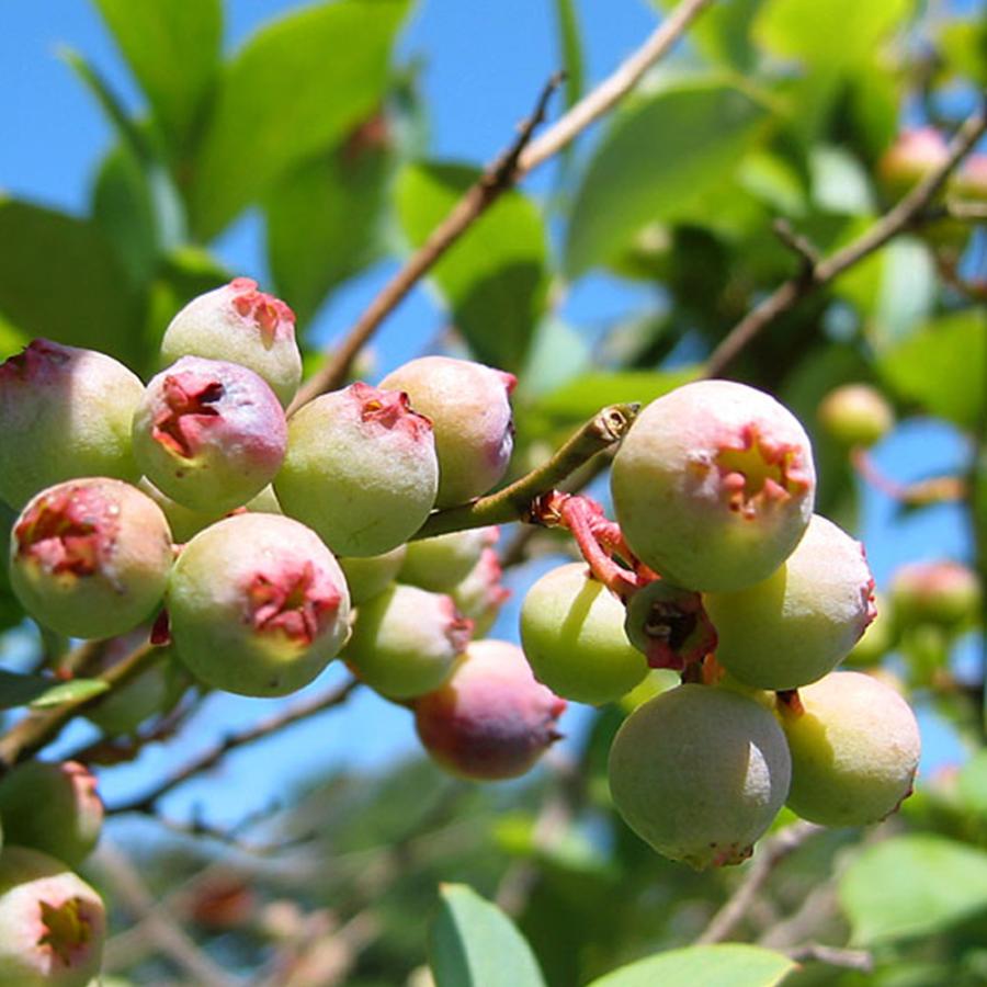 ITANSE ブルーベリー ピンクレモネード 果樹苗 2年生挿し木大苗 15cm
