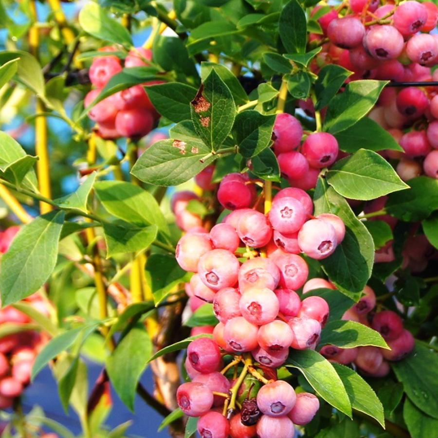 ITANSE ブルーベリー ピンクレモネード 果樹苗 2年生挿し木大苗 15cm