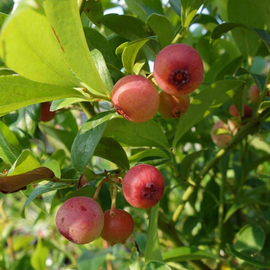 ITANSE ブルーベリー ピンクレモネード 果樹苗 2年生挿し木大苗 15cm