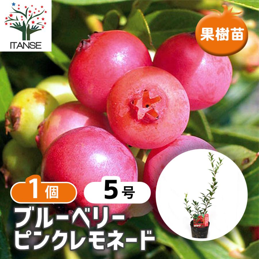 ITANSE ブルーベリー ピンクレモネード 果樹苗 挿し木苗 15cmポット 1