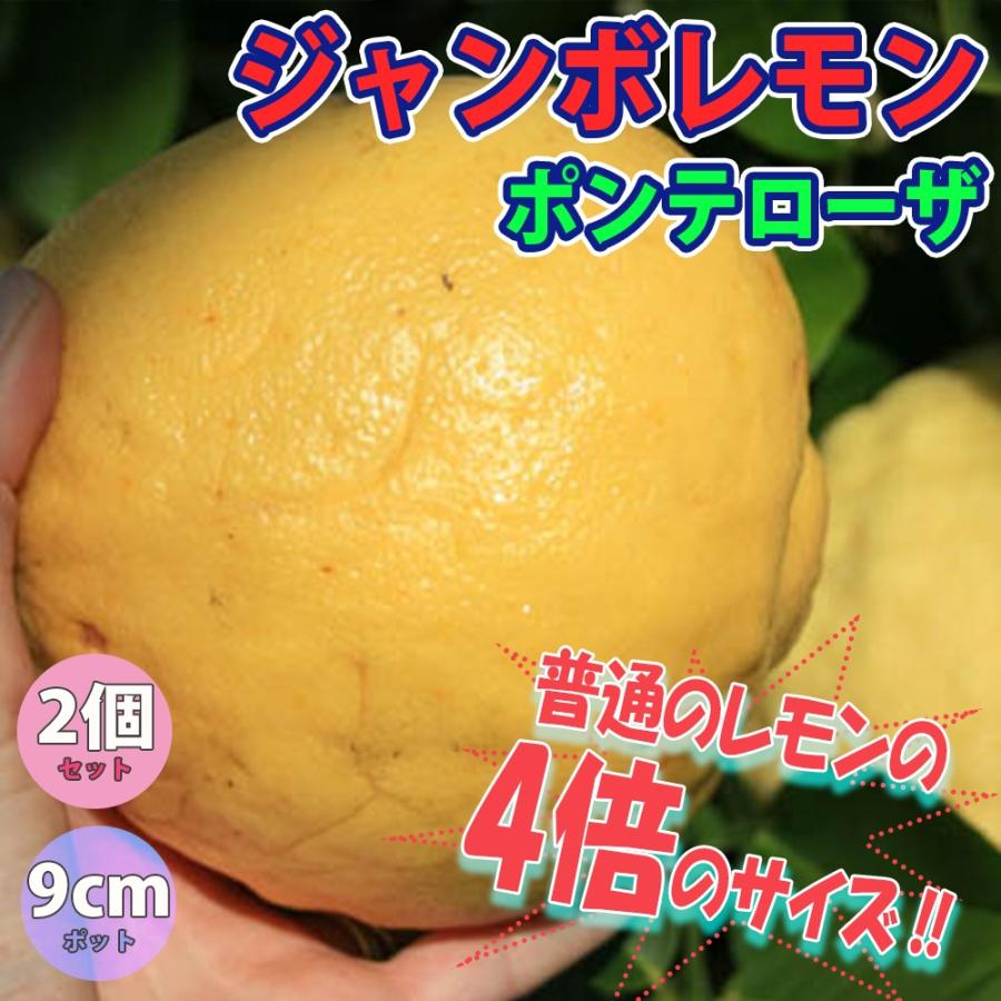 レモン苗 ポンテローザ 果樹苗 9cmポット 2個セット 人気の柑橘類の苗 送料無料 :nae00045:野菜苗・植物・青果物販売のITANSE -  通販 - Yahoo!ショッピング