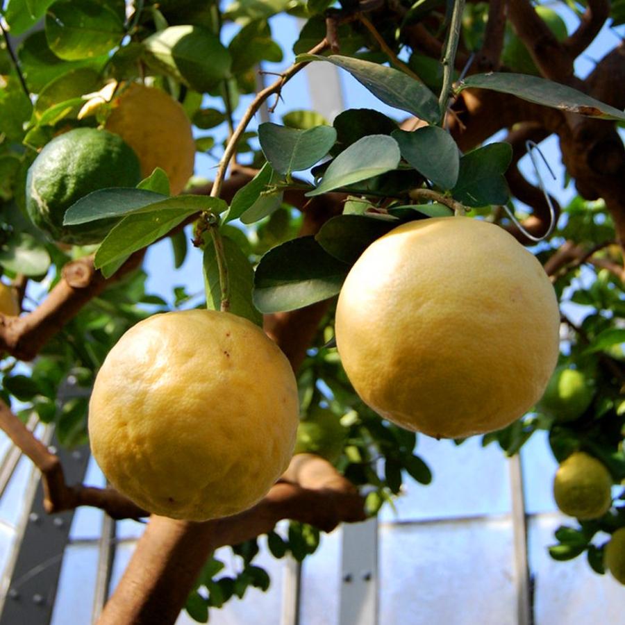 ITANSE レモン苗 ポンテローザ 果樹苗 9cmポット 2個セット 人気