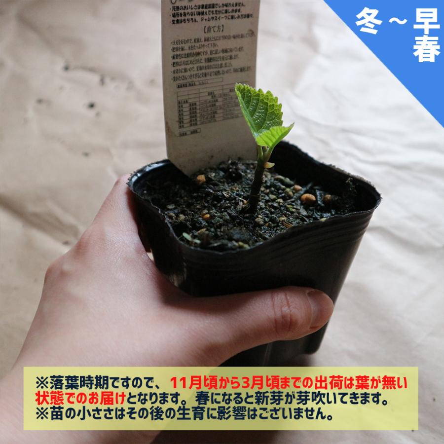 イチジク苗 ミニイチジク イスラエル 果樹苗 9cmポット 2個セット 送料無料 Nae 野菜苗 植物 青果物販売のitanse 通販 Yahoo ショッピング