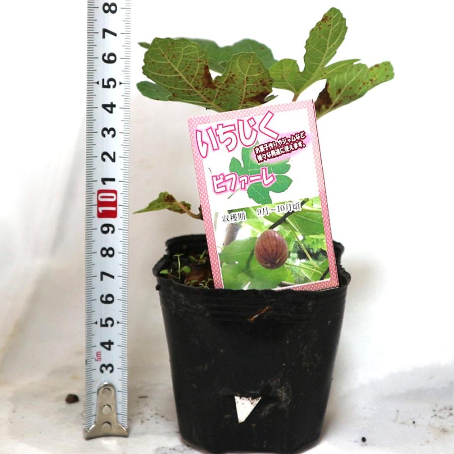 ITANSE イチジク苗 ミニイチジク ビファーレ 果樹苗 9cmポット 2個