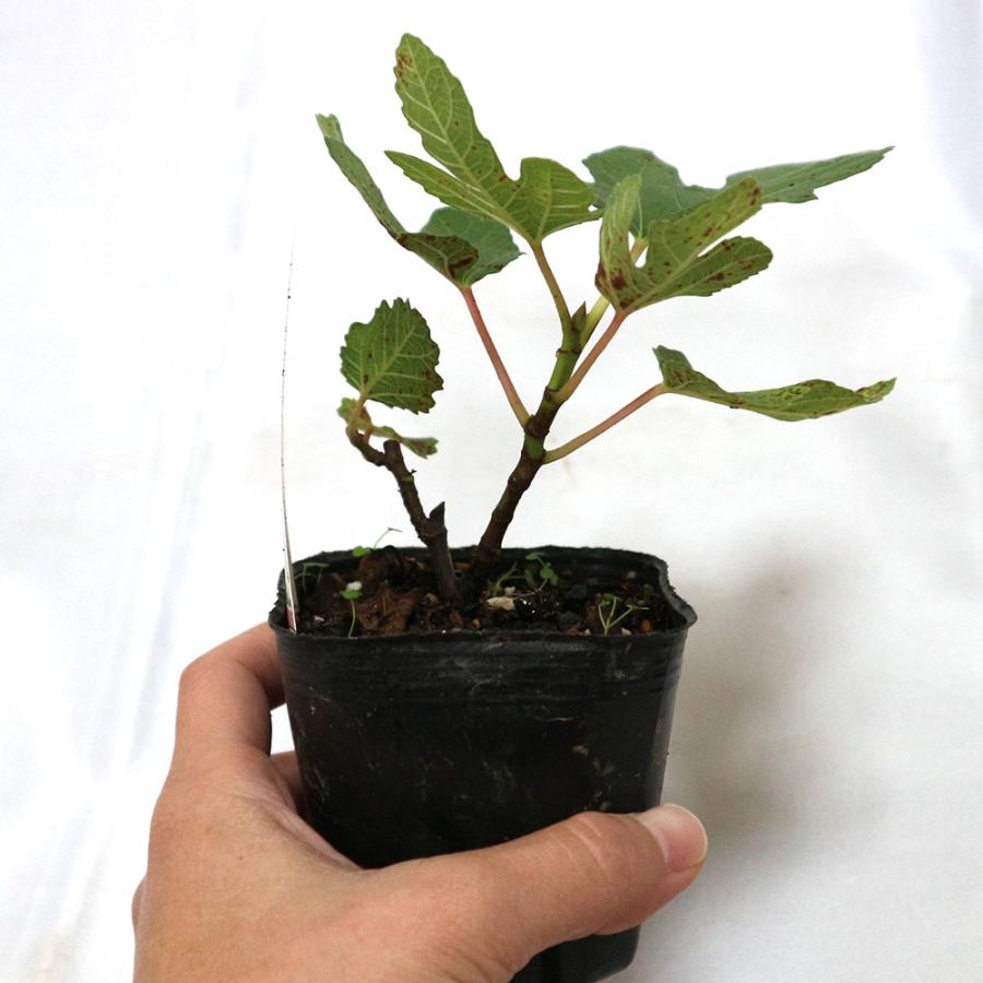 ITANSE イチジク苗 ミニイチジク ビファーレ 果樹苗 9cmポット 2個