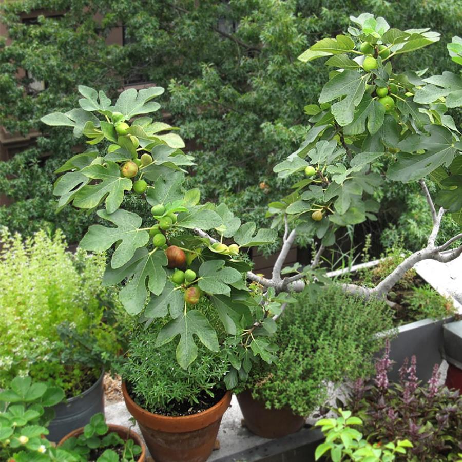 ITANSE イチジク苗 ミニイチジク ビファーレ 果樹苗 9cmポット 2個