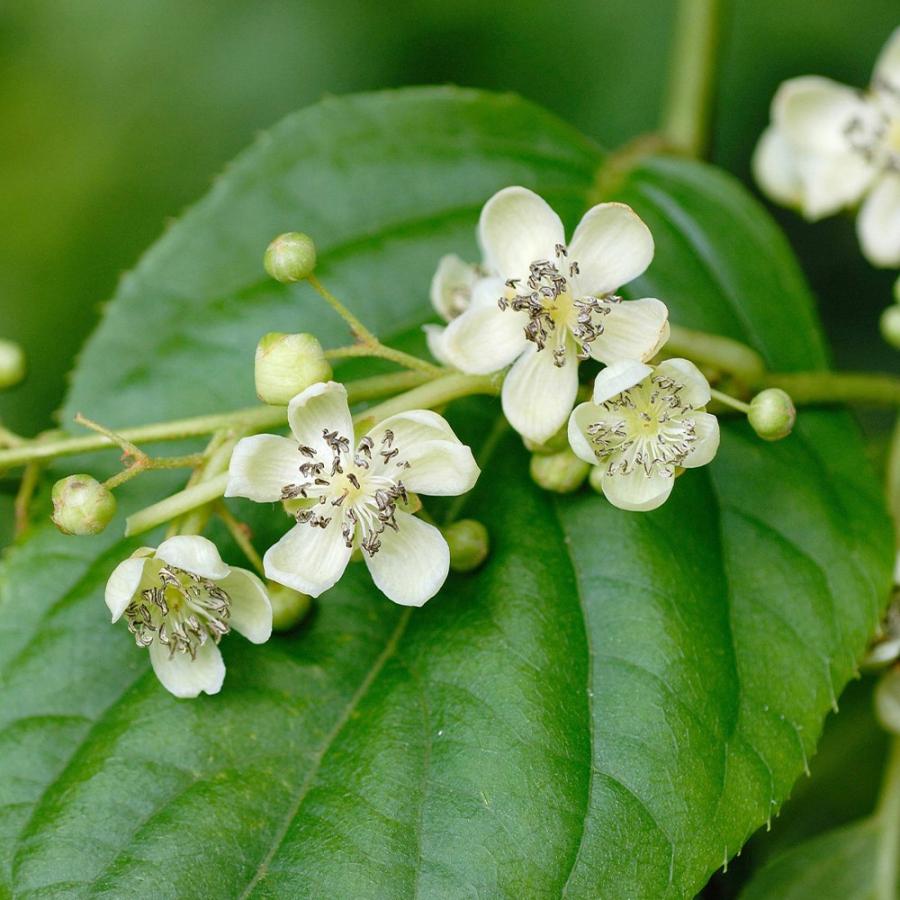 サルナシ苗 ベビーキウイ スイートグリーン 果樹苗 9cmポット 2個セット 送料無料 Nae 野菜苗 植物 青果物販売のitanse 通販 Yahoo ショッピング
