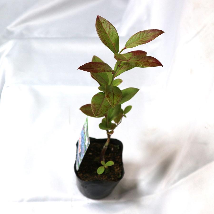 ブルーベリー ブルーレイ ハイブッシュ系 果樹苗 挿し木苗 9cmポット 1個 送料無料 Nae 野菜苗 植物 青果物販売のitanse 通販 Yahoo ショッピング