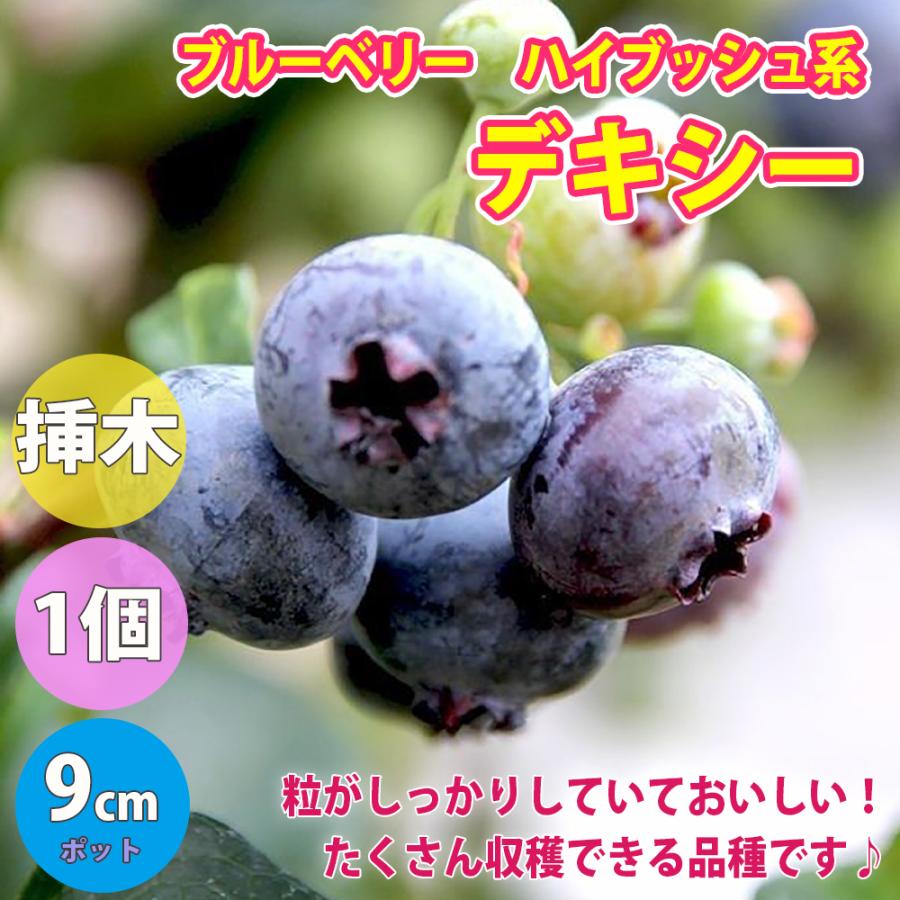 ブルーベリー デキシー ハイブッシュ系 果樹苗 挿し木苗 9cmポット 1個 送料無料 Nae 野菜苗 植物 青果物販売のitanse 通販 Yahoo ショッピング