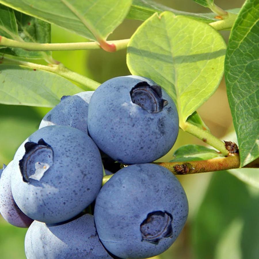 ブルーベリー ブルーレイ ハイブッシュ系 果樹苗 大人気 1個 15cmポット 送料無料 3年生挿し木大苗