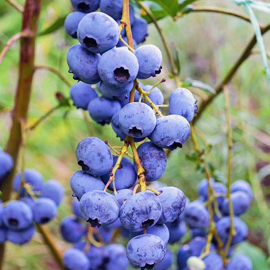 ブルーベリー ブルーレイ ハイブッシュ系 果樹苗 大人気 1個 15cmポット 送料無料 3年生挿し木大苗