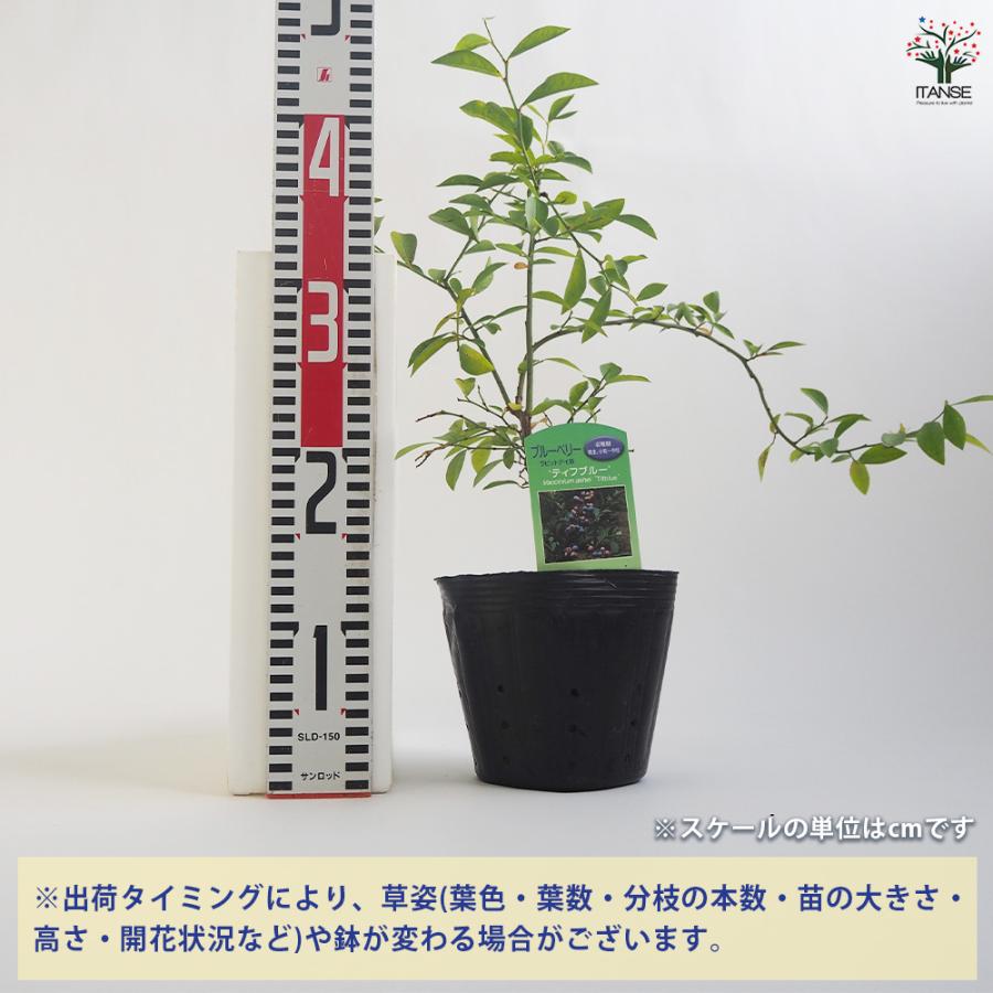 ブルーベリー挿し木苗 2株 2年生挿し木苗 | 苗木部 本店 By 花ひろばオンライン