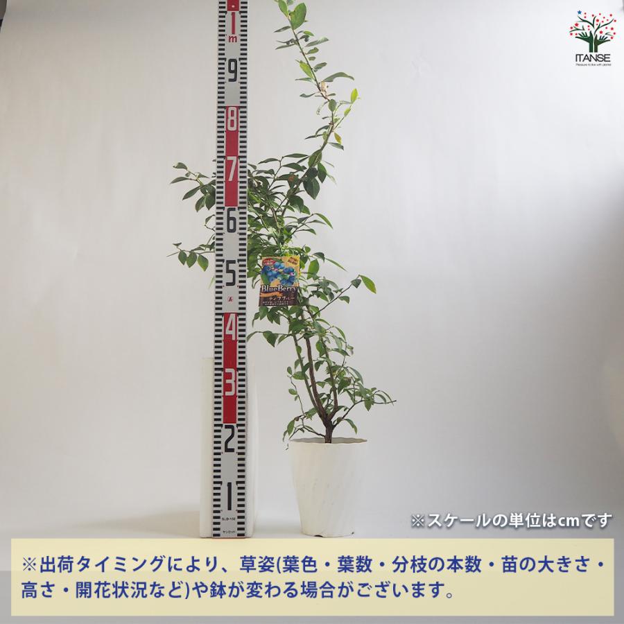 ITANSE ブルーベリー ティフブルー(ラビットアイ系) 果樹苗 挿し木苗