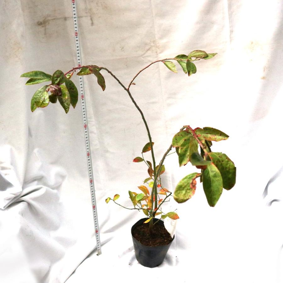 ブルーベリー ホームベル ラビットアイ系 果樹苗 3年生挿し木大苗 15cmポット 1個 送料無料 Nae 野菜苗 植物 青果物販売のitanse 通販 Yahoo ショッピング