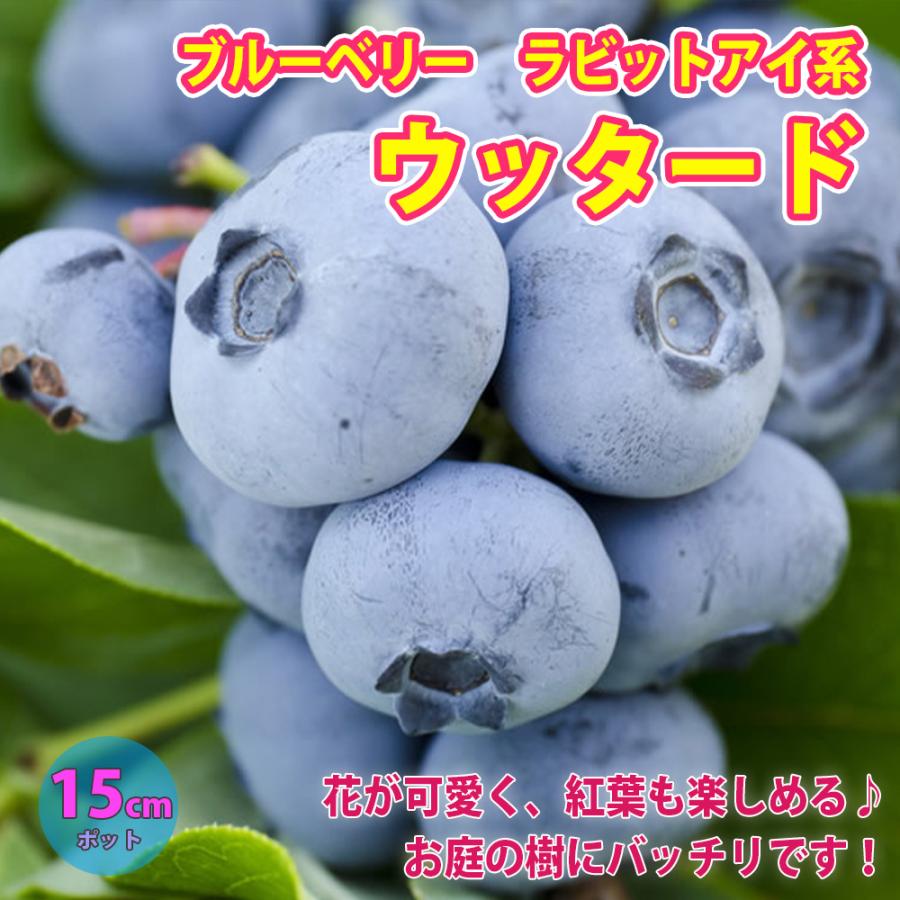 ITANSE ブルーベリー ウッタード(ラビットアイ系) 果樹苗 挿し木苗