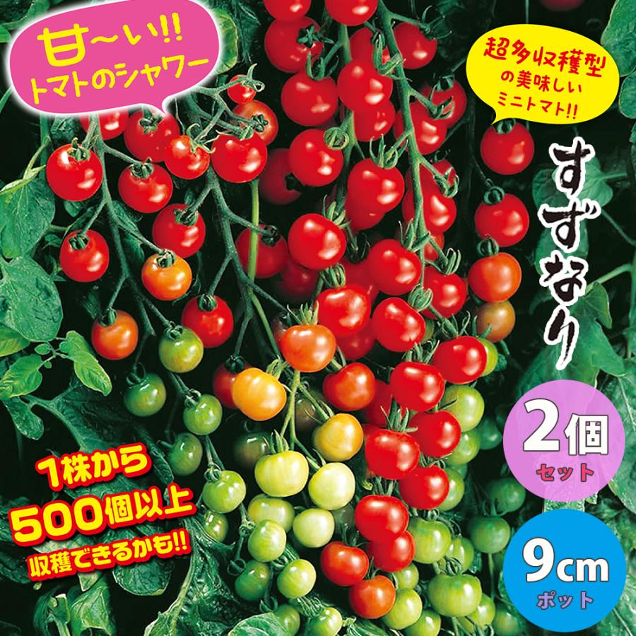 ミニトマト苗 すずなりトマト 野菜苗 自根苗 10 5cm半硬質ポット 2個セット 送料無料 即出荷 Nae T 野菜苗 植物 青果物販売のitanse 通販 Yahoo ショッピング