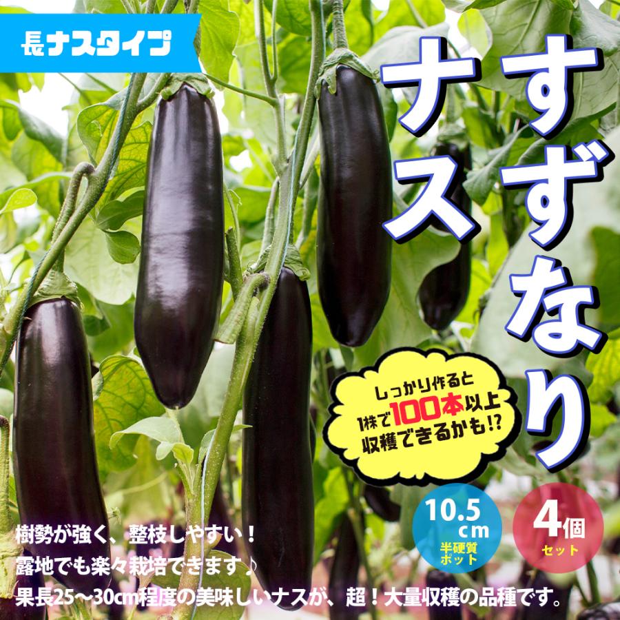 ITANSE ナスの苗 すずなりトロトロなす(長ナスタイプ) 野菜苗 自根苗