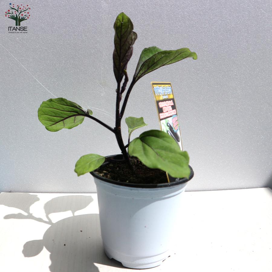 ITANSE ナスの苗 すずなりトロトロなす(長ナスタイプ) 野菜苗 自根苗