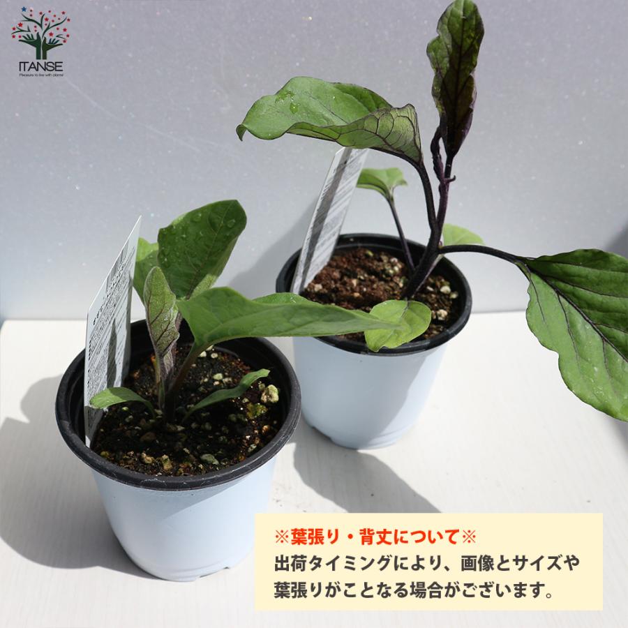 ITANSE ナスの苗 すずなりトロトロなす(長ナスタイプ) 野菜苗 自根苗