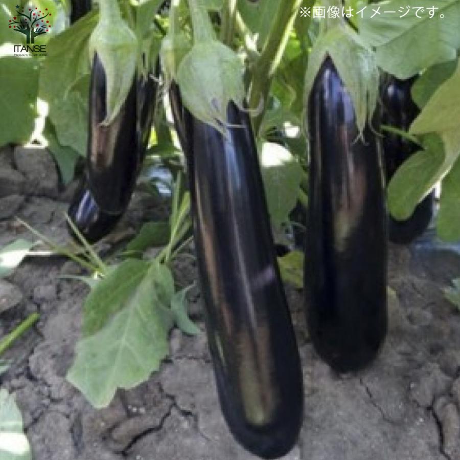 ITANSE ナスの苗 すずなりトロトロなす(長ナスタイプ) 野菜苗 自根苗