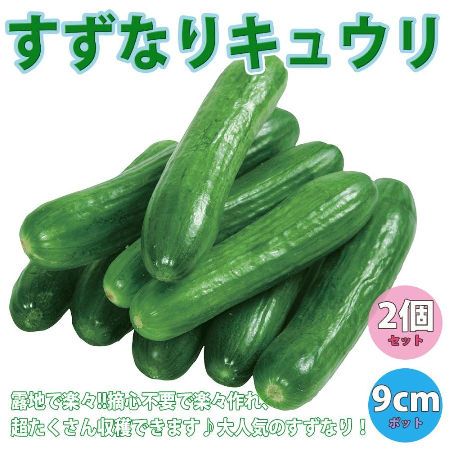ITANSE キュウリの苗 すずなりキュウリ 野菜苗 自根苗 9cmポット 2個セット 送料無料 きゅうり 胡瓜 キュウリ 苗 イタンセ公式 :nae00076:野菜苗・植物・青果物販売のITANSE 通販 北海道産 A品きゅうり コンパクト