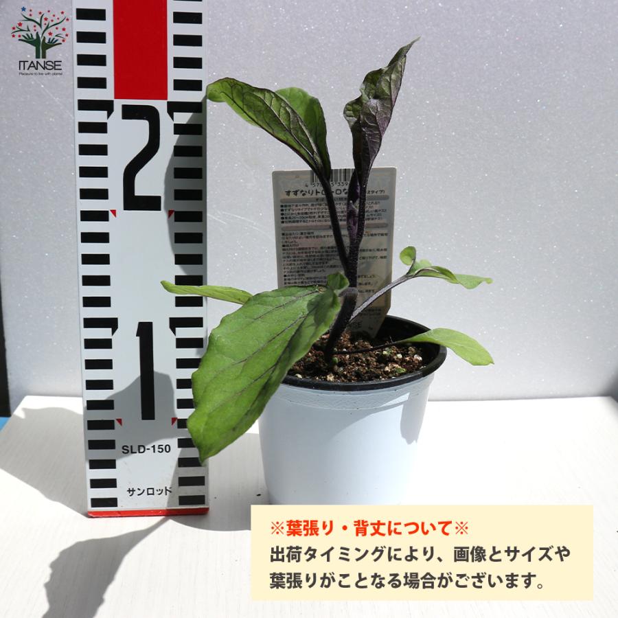 ITANSE ナスの苗 すずなりトロトロなす(長ナスタイプ) 野菜苗 自根苗