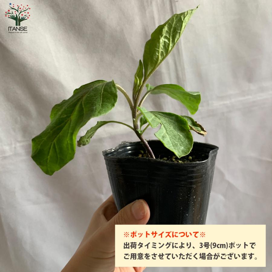 ITANSE ナスの苗 すずなりトロトロなす(長ナスタイプ) 野菜苗 自根苗