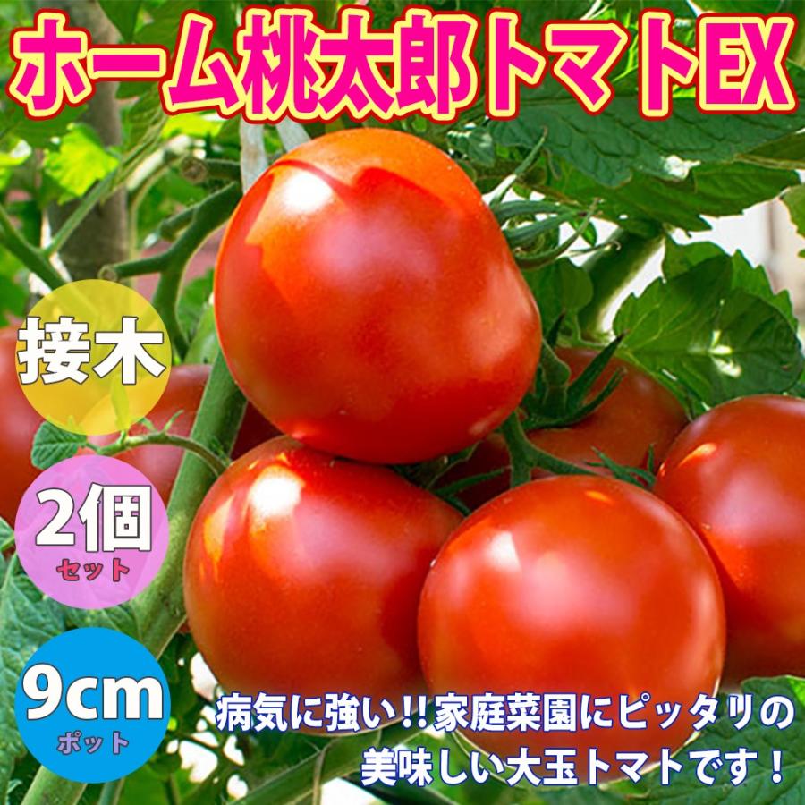 ITANSE トマトの苗 ホーム桃太郎トマトEX 野菜苗 接木苗 9cmポット 2個セット 送料無料 トマト 苗 イタンセ公式｜itanse