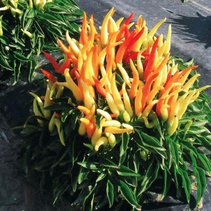 ITANSE トウガラシの苗 旨甘すずなりとうがらし 野菜苗 自根苗 9cm