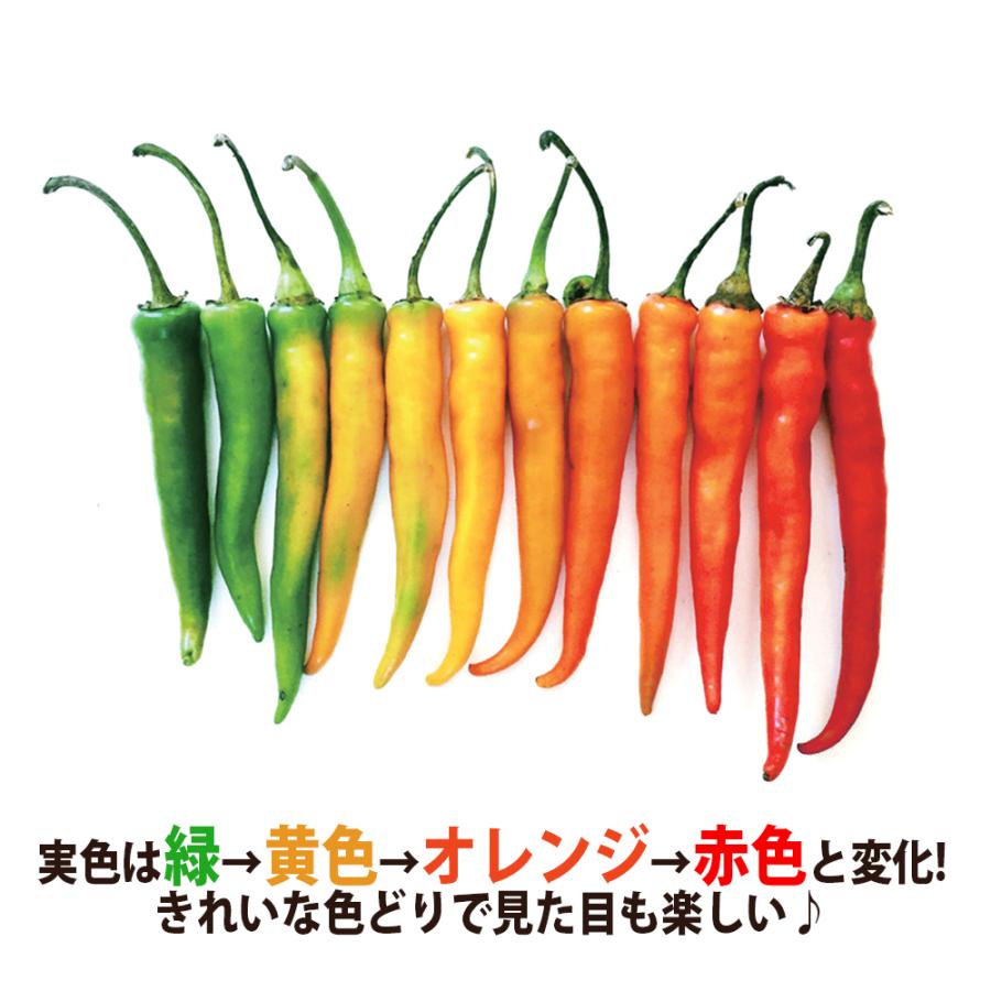 ITANSE トウガラシの苗 旨甘すずなりとうがらし 野菜苗 自根苗 9cm