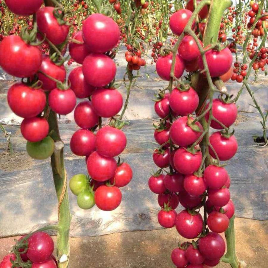 トマト苗 ピンキー トマト苗 野菜苗 接木苗 9cmポット 4個セット 送料無料 Nae 野菜苗 植物 青果物販売のitanse 通販 Yahoo ショッピング