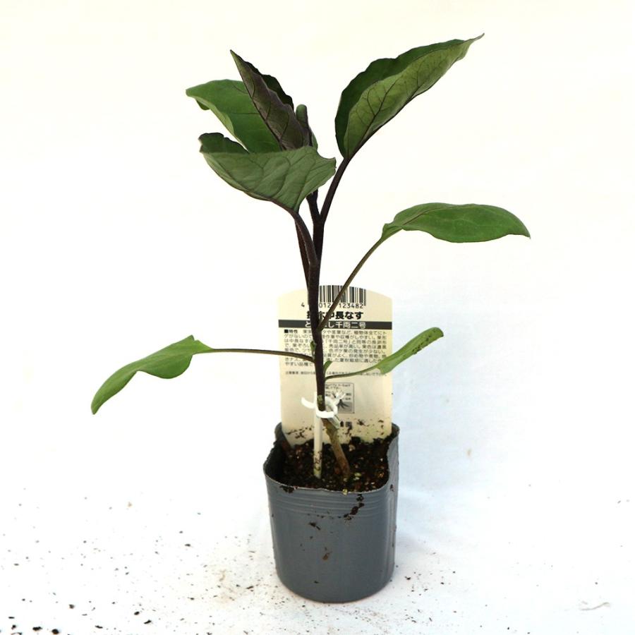 ITANSE ナスの苗 とげなし千両二号なす 野菜苗 接木苗 9cmポット 4個