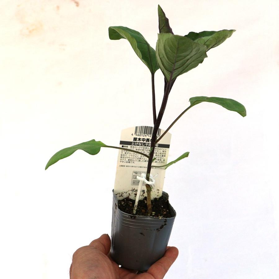 ITANSE ナスの苗 とげなし千両二号なす 野菜苗 接木苗 9cmポット 4個