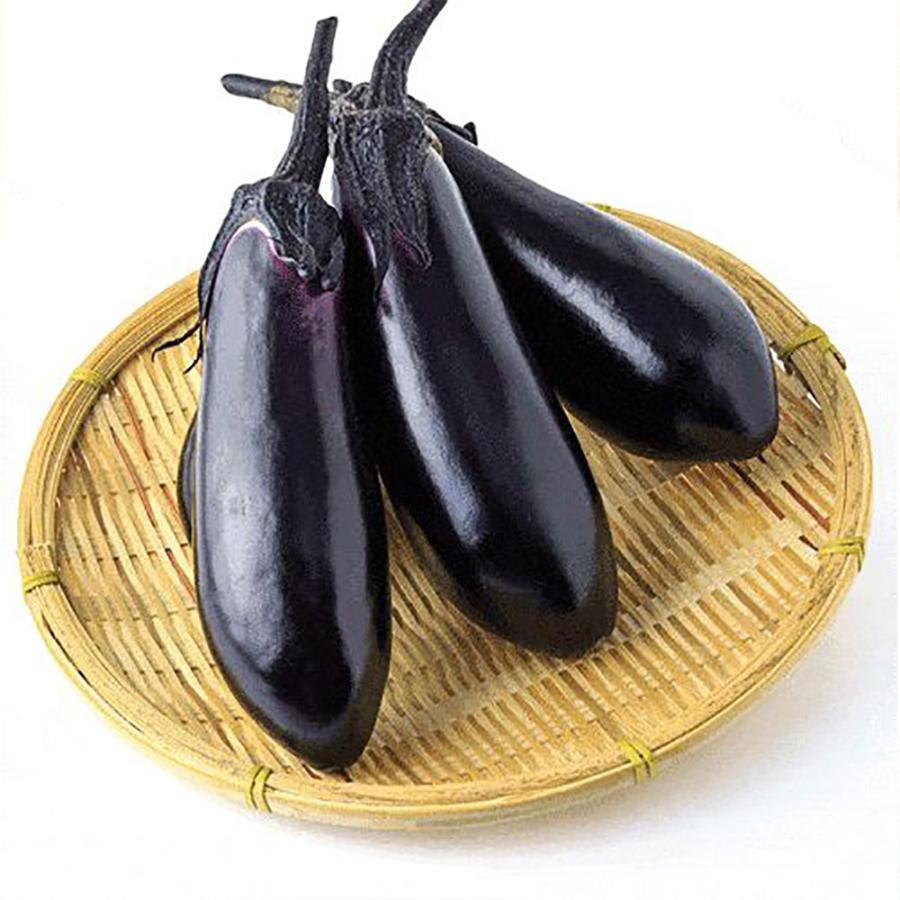 ITANSE ナスの苗 とげなし千両二号なす 野菜苗 接木苗 9cmポット 4個