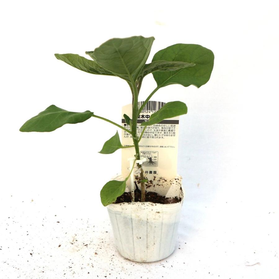 ITANSE ナスの苗 トロトロ緑なすび(中長タイプ) 野菜苗 接木苗 9cm