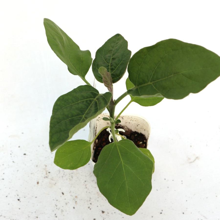 ITANSE ナスの苗 トロトロ緑なすび(中長タイプ) 野菜苗 接木苗 9cm