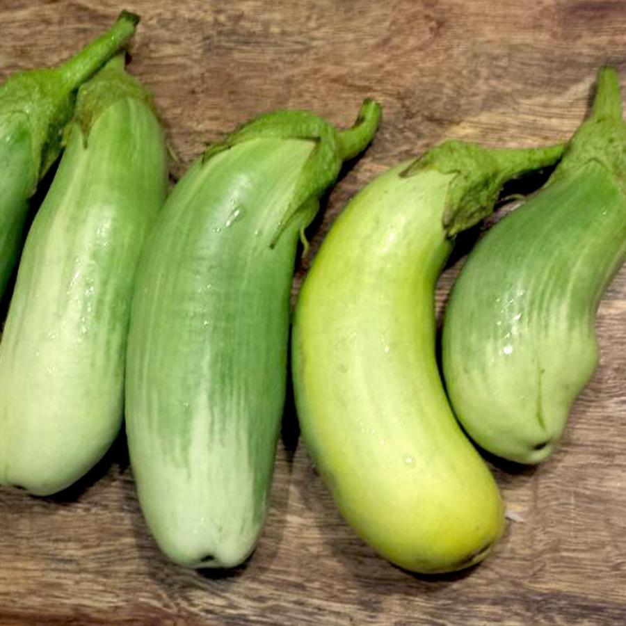 ITANSE ナスの苗 トロトロ緑なすび(中長タイプ) 野菜苗 接木苗 9cm