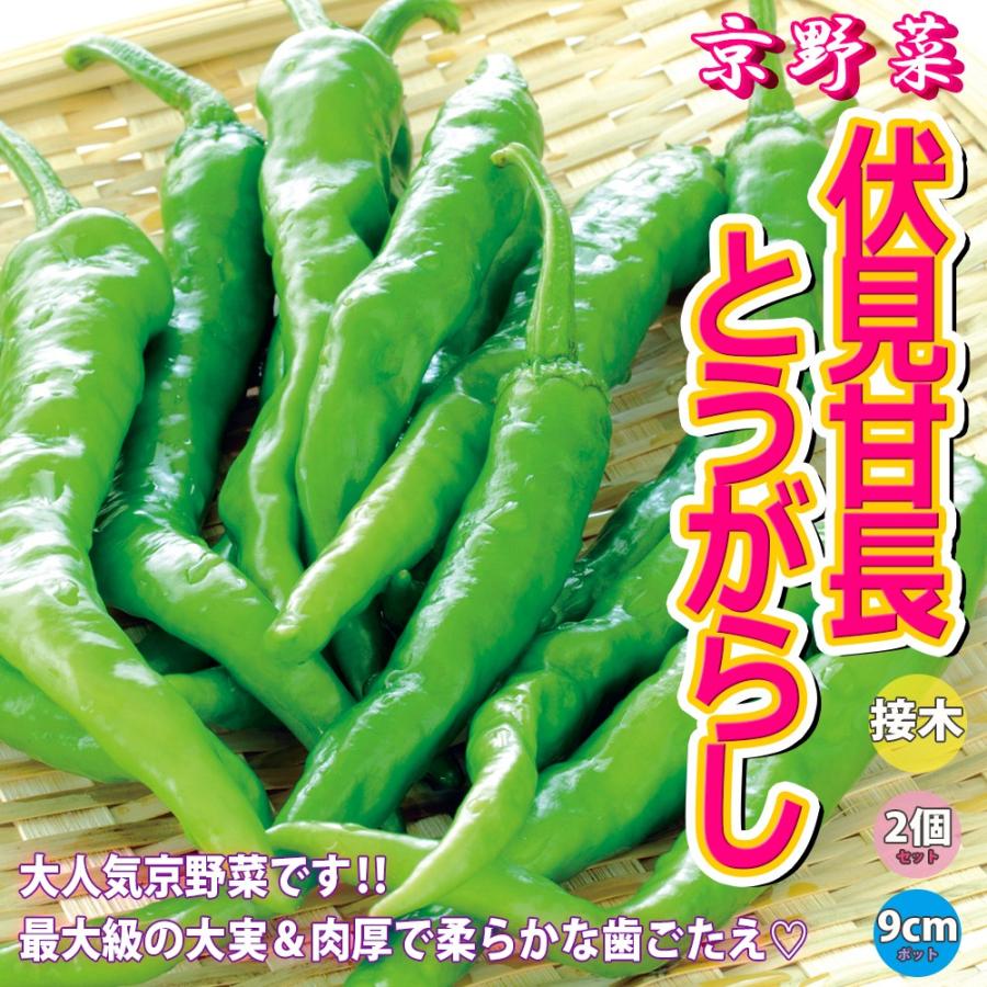 92円 【希少！！】 唐辛子の種 伏見甘長 小袋 野菜の種