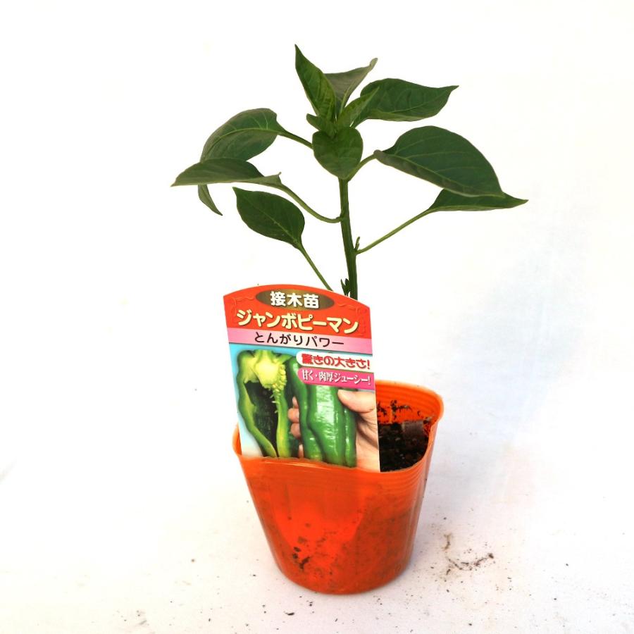ITANSE ピーマンの苗 ジャンボピーマン 野菜苗 接木苗 9cmポット 4個