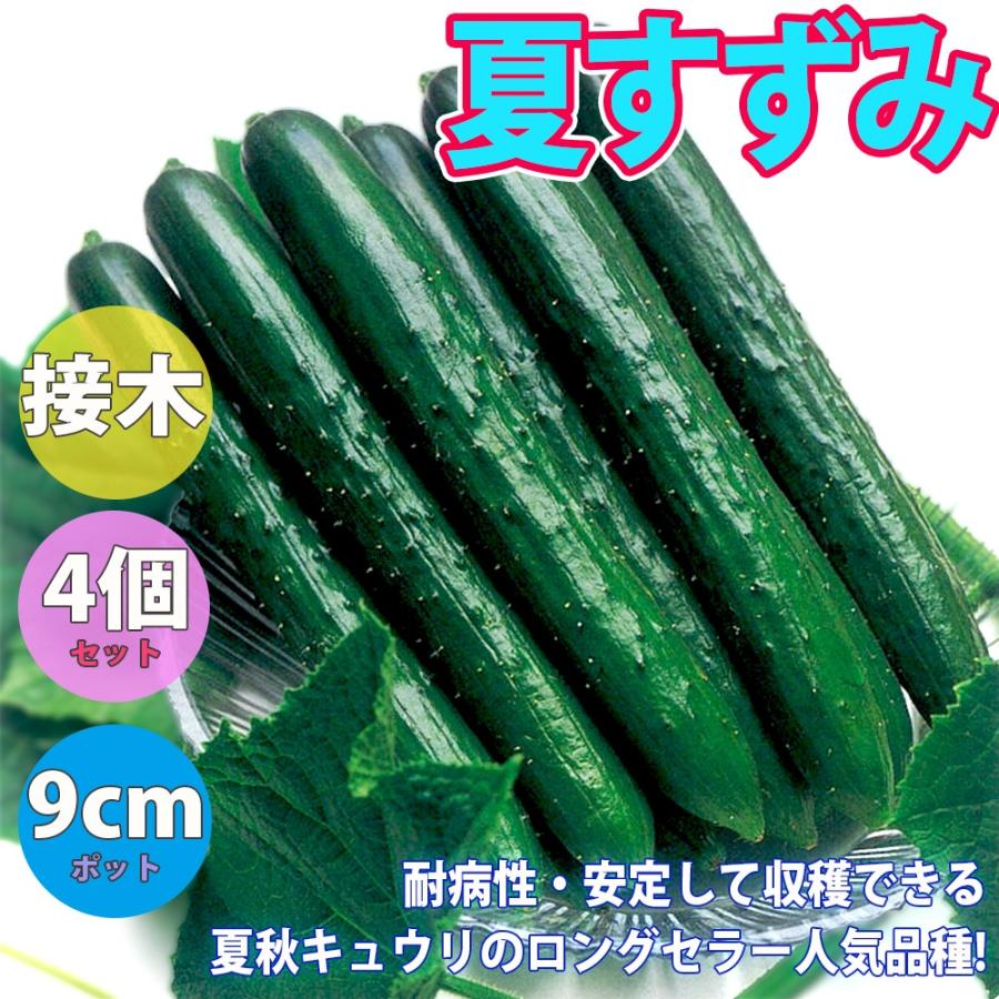 ITANSE キュウリの苗 夏すずみ きゅうり 野菜苗 接木苗 9cmポット 4個