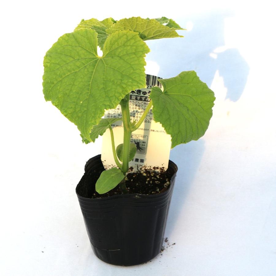 ITANSE キュウリの苗 夏すずみ きゅうり 野菜苗 接木苗 9cmポット 4個