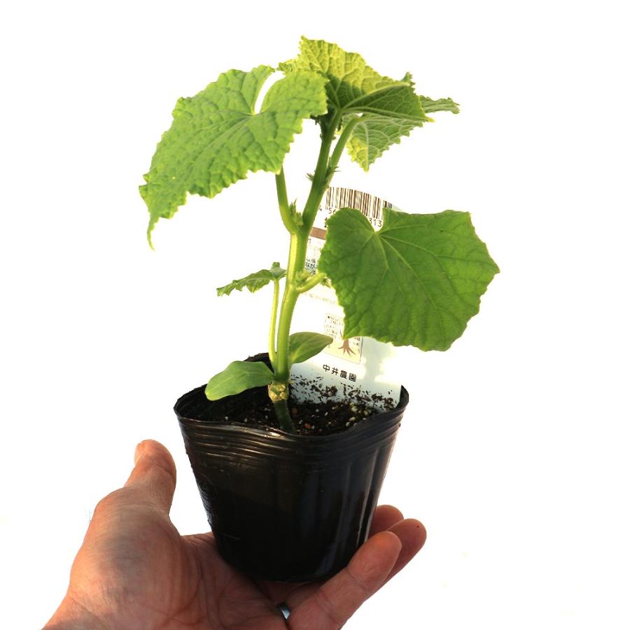 ITANSE キュウリの苗 夏すずみ きゅうり 野菜苗 接木苗 9cmポット 4個