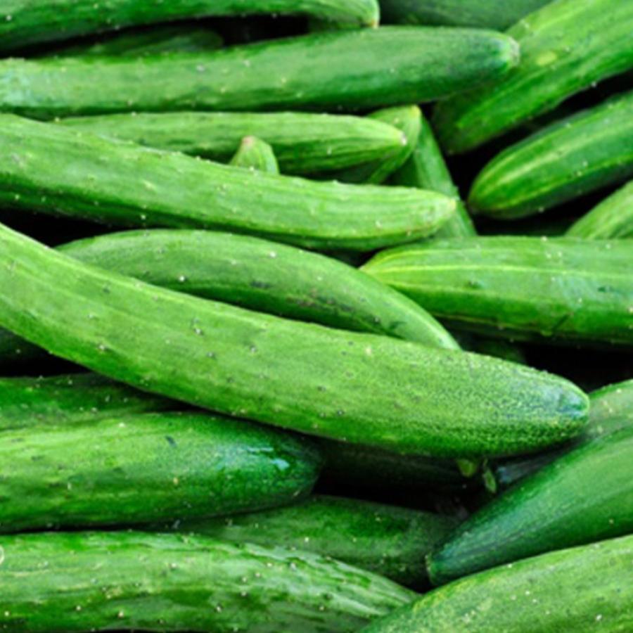 ITANSE キュウリの苗 夏すずみ きゅうり 野菜苗 接木苗 9cmポット 4個