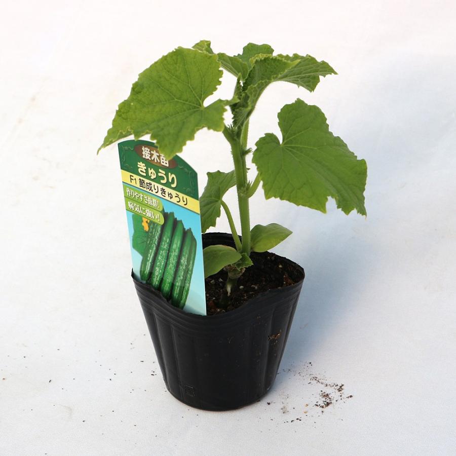 キュウリ苗 節成りきゅうり 野菜苗 接木苗 9cmポット 4個セット 送料無料 Nae 野菜苗 植物 青果物販売のitanse 通販 Yahoo ショッピング