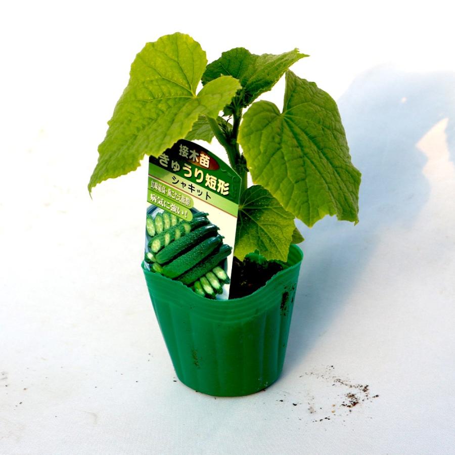 キュウリの苗 ITANSE キュウリの苗 シャキットきゅうり 野菜苗 接木苗 9cmポット 2個