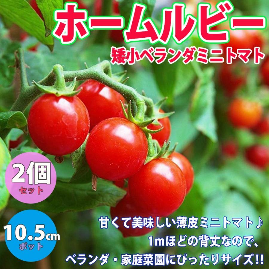 トマト苗 ホームルビー 野菜苗 自根苗 10 5cmポット 2個セット 送料無料 Nae 野菜苗 植物 青果物販売のitanse 通販 Yahoo ショッピング