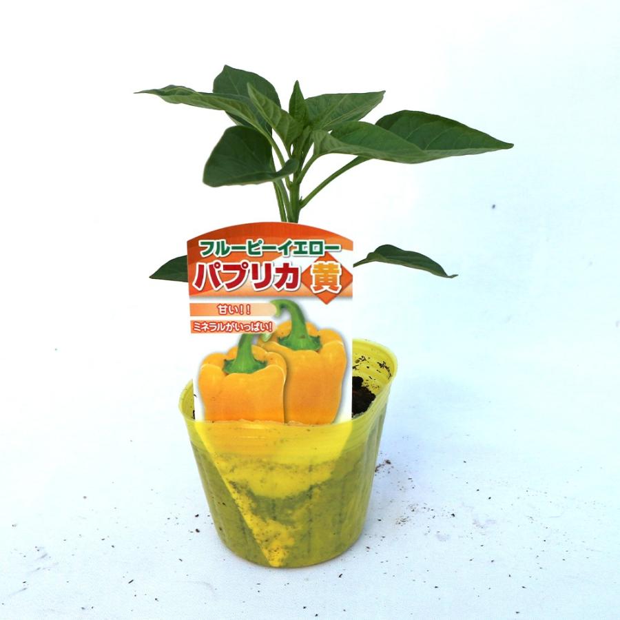 ITANSE パプリカの苗 パプリカ・黄色(フルーピーイエロー) 野菜苗 自根苗 9cmポット 3個セット 送料無料 パプリカ 苗 イタンセ公式｜itanse｜02