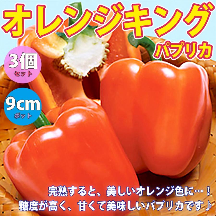 専門店 パプリカ苗 パプリカ オレンジ オレンジキング 野菜苗 自根苗 9cmポット 3個セット 送料無料