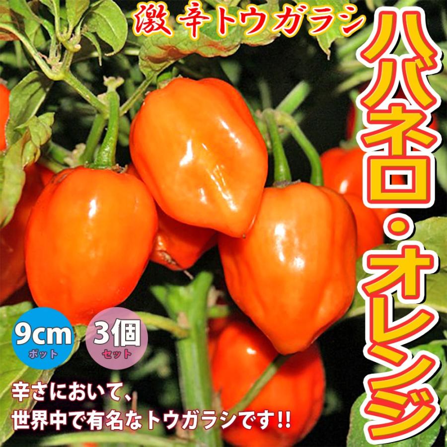 トウガラシ苗 激辛とうがらしハバネロ オレンジ 野菜苗 自根苗 9cmポット 3個セット 送料無料 Nae 野菜苗 植物 青果物販売のitanse 通販 Yahoo ショッピング